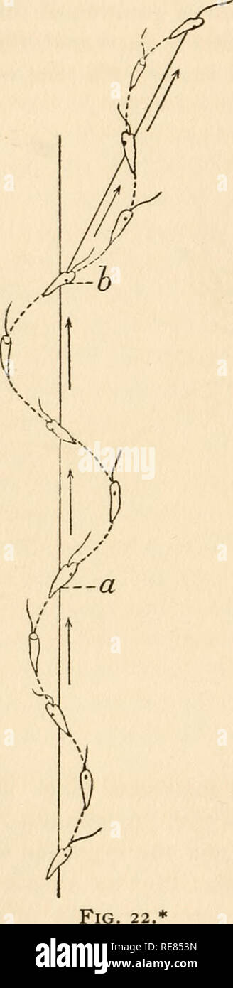 . Contributi per lo studio del comportamento degli organismi inferiori. Fisiologia, confronto; Infusoria; ameba; irritabilità. 54 IL BKHAVIOR DI ORGANISMI LOWHR. cono o tronco di cono, come indicato in Fig. 21. Il risultato, come si è visto dal di sopra, è che tutti i campioni sembrano vibrare da lato a lato ; in altre parole, sono prese con una improvvisa oscillazione o trem- bling. Questa oscillazione quando l'intensità del liglit è improvvisamente cambiata è stata osservata mediante Strasburger (1878, pagg. 25 e 50) in flagellano sciame-spore ; egli parla di esso come " Erschiitterung" o " Zit- tern.& Foto Stock