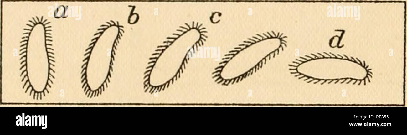 . Contributi per lo studio del comportamento degli organismi inferiori. Fisiologia, confronto; Infusoria; ameba; irritabilità. ECCO IL COMPORTAMENTO DEGLI ORGANISMI inferiori. lasciato la regione riscaldata (c). Se un termine viene riscaldato, mentre l'altra viene raffreddato, il Paramecia raccogliere nella zona intermedia. Come sono questi movimenti per essere spiegato ? Mendelssohn si applica ai fenomeni di Verworn schema per l'orientamento di un ciliato organismo ad una unilaterale stimolo (vedi figg 1 e 2). Come vogliamo trattare accuratamente con questo schema, sarà bene a metterlo via qui, come applicato di Mendelssohn al calore e al freddo, wi Foto Stock