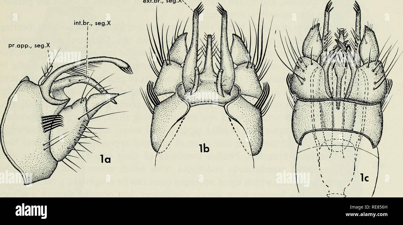 . Contributi per la sistematica della famiglia caddisfly Limnephilidae (tricotteri) I. Caddisflies; Limnephilidae. ext.br., seg.X int.br., seg.X pr.app., seg.X. Si prega di notare che queste immagini vengono estratte dalla pagina sottoposta a scansione di immagini che possono essere state migliorate digitalmente per la leggibilità - Colorazione e aspetto di queste illustrazioni potrebbero non perfettamente assomigliano al lavoro originale. Wiggins, Glenn B; Royal Ontario Museum. Toronto : Royal Ontario Museum Foto Stock