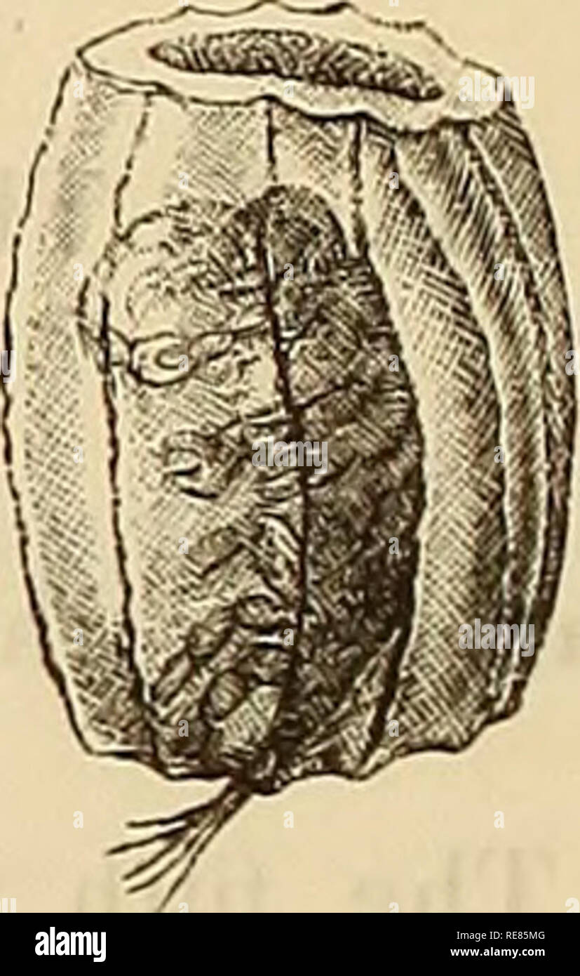 . Contributi a una monografia della Amphipoda Hyperiidea. Hyperiidea. Fig. 1 e 2. Phronima sedentaria, Forskal. Il facsimile da Forskal. Icones rerum naturaliam ecc., pi. 41, fig. D e d. Fig. 3. "Doliolum mediterraneum", Delle Chiaje. " 4. "Doh'olum papillosum'), Delle Chiaje. " 5. "Doliolum sulcatum*, Delle Chiaje. Il facsimile da Dei.es Chiaje. Animali Invertebrati della Sicilia citeiiore. (Vol. G-7.) Tavola 33, fig. 5-7. DiagD. Caput segmentis tribus priniis peraei brevius. Segmenta duo priora percei segrnento tertio paullo altiora. Piedi percei quinti parigi pedibus quarti parigi longio Foto Stock