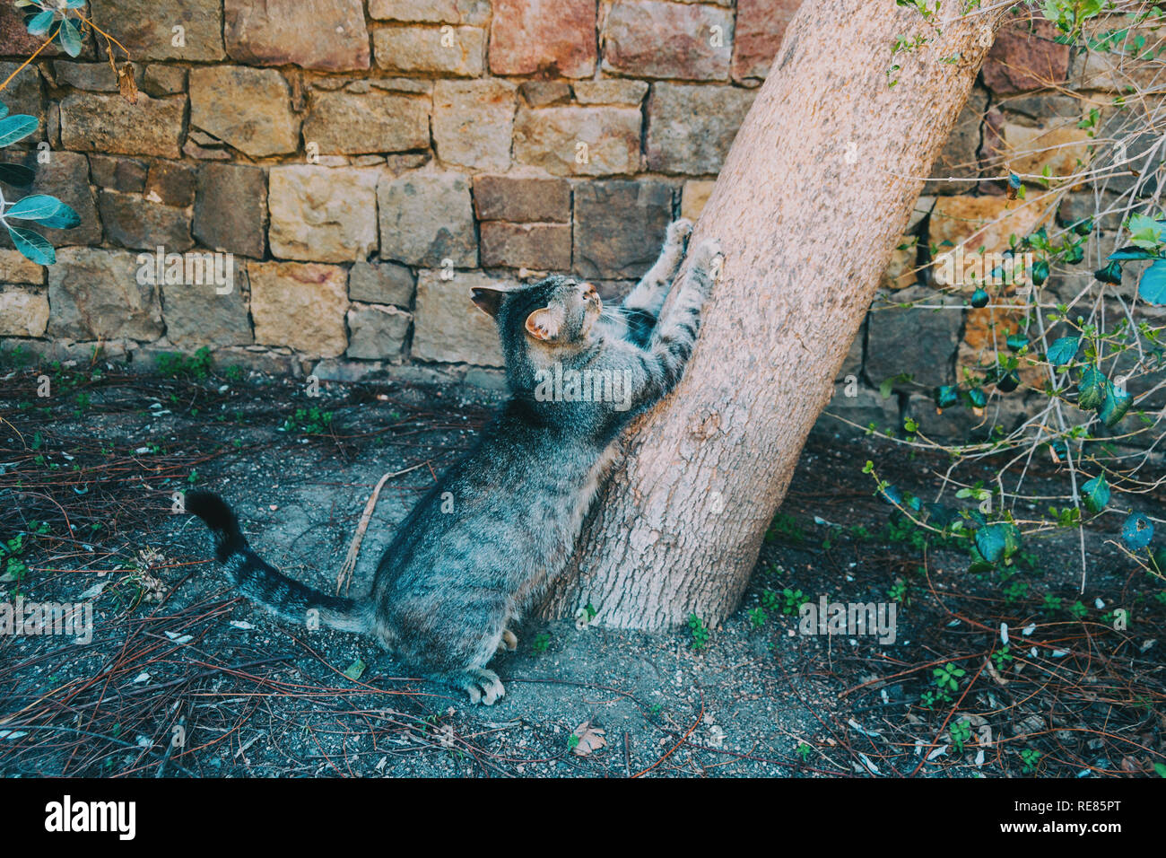 Close-up di un gatto di graffiare un albero nel selvaggio Foto Stock