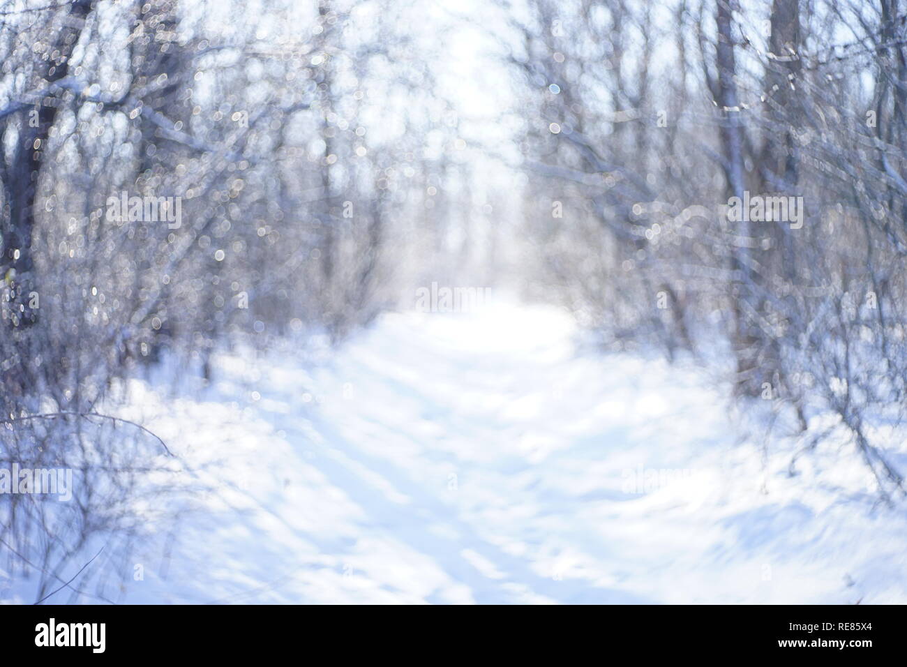 Sfocare lo sfondo di foresta di neve in inverno Foto Stock