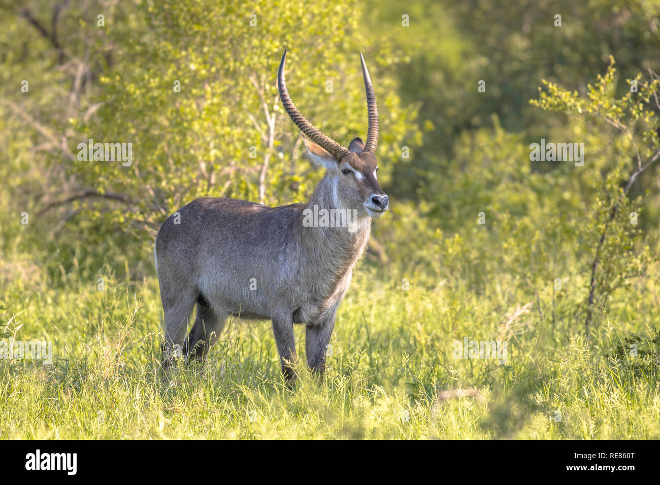 Waterbuck (Kobus ellipsiprymnus) nel parco nazionale Kruger Sud Africa Foto Stock