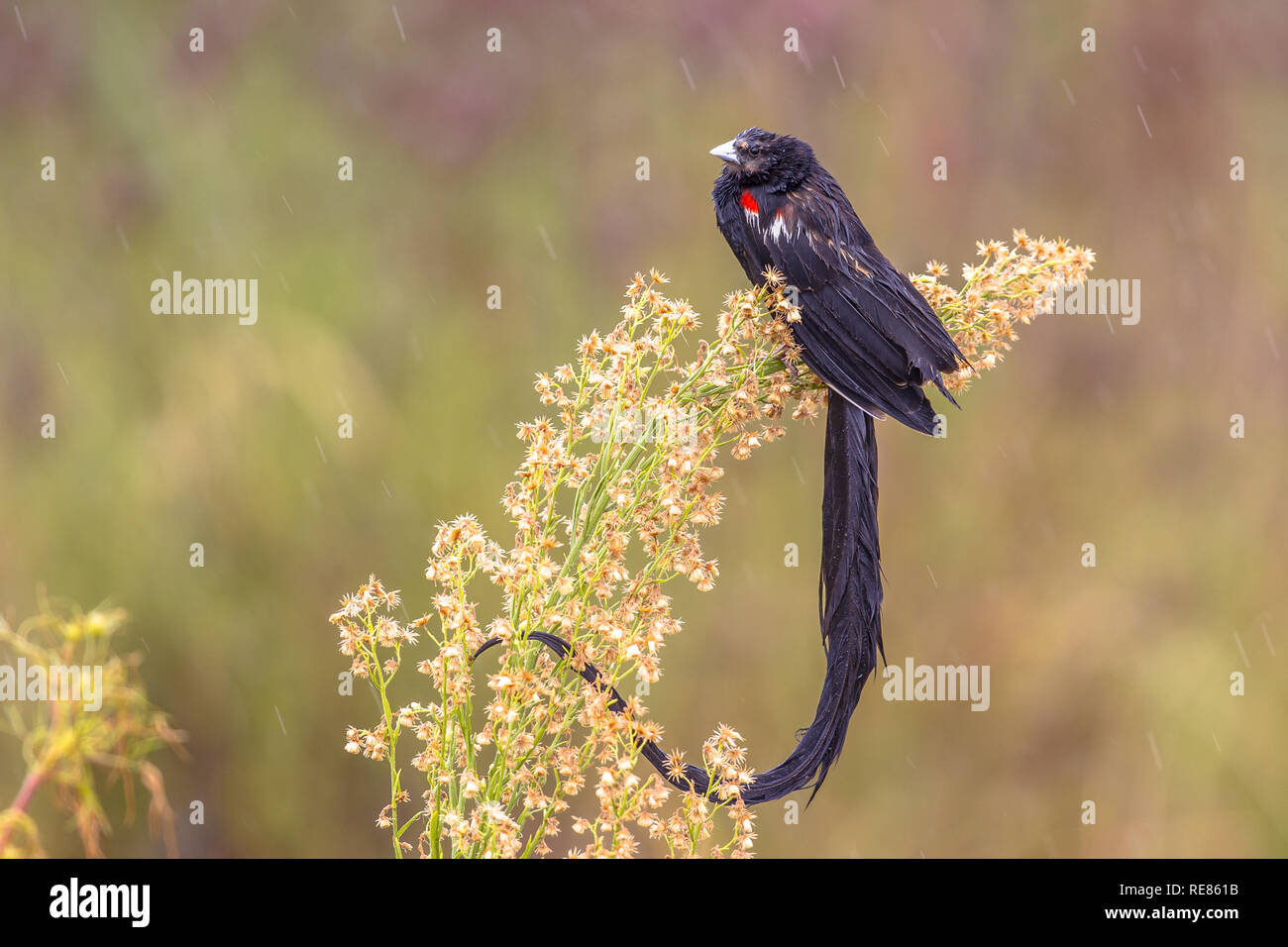 Long-tailed Widowbird (Euplectus progne) in condizioni piovose Sud Africa Foto Stock
