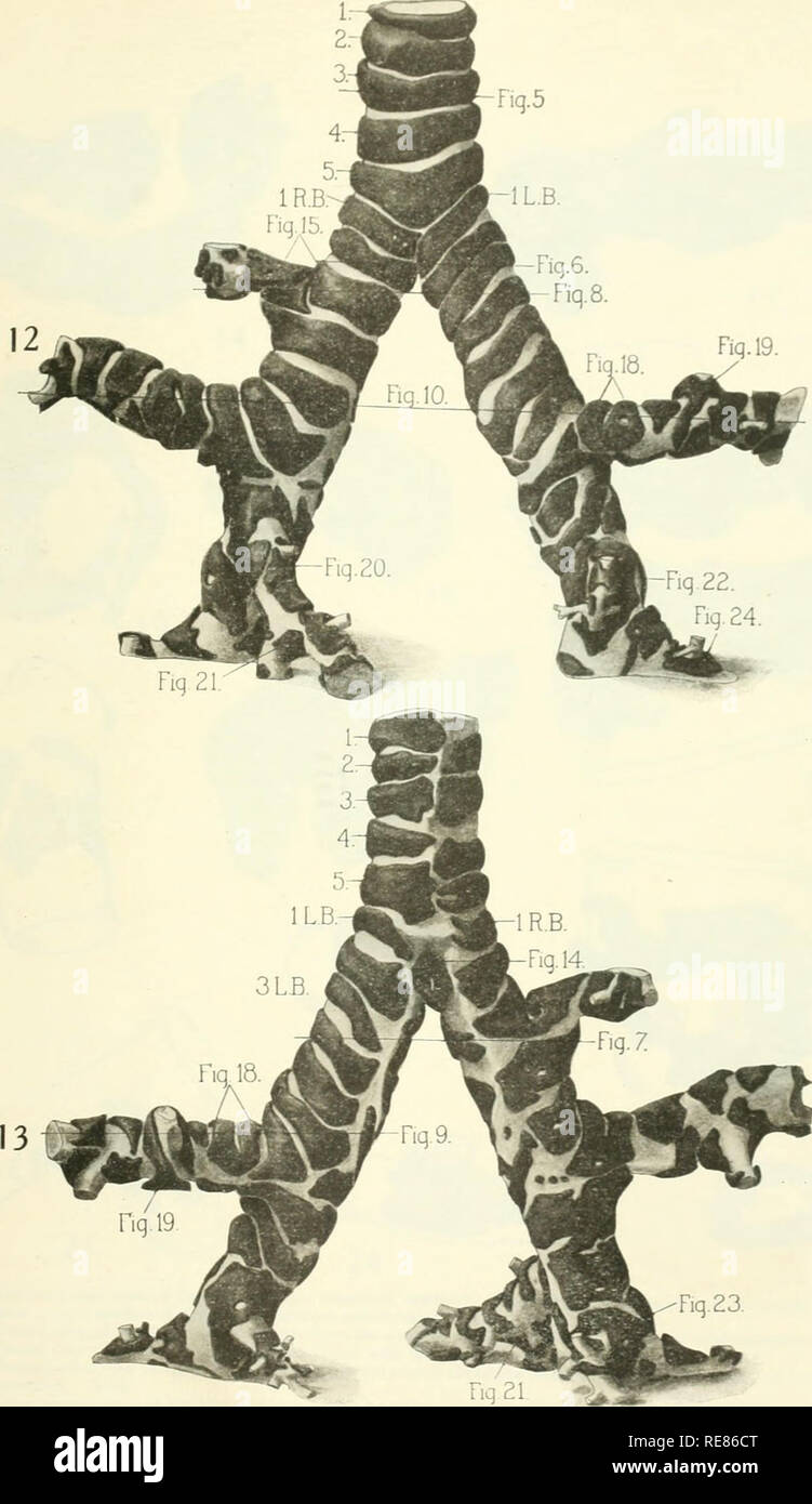 . Contributi alla embriologia. Embriologia. Fig. 12.-ventrale di vista di una ricostruzione dal numero di sezioni delle ultime cinque di cartilagini della trachea e di destra e di sinistra dei bronchi della cavia per quanto riguarda l'inizio del primo ramo laterale del gambo principale bronco entro ciascun lobus inferiore. Solo una porzione di cartilagine prima di entrare nella ricostruzione è mostrato. Nota l'angolo in corrispondenza della biforcazione e la taglia di uniforme di destra e di sinistra dei bronchi. 1-5, cartilagini tracheali. 1 R. B., prima a destra cartilagine bronchiale. 1 L. B., prima a sinistra di cartilagine bronchiale. Le linee tracciate a Foto Stock
