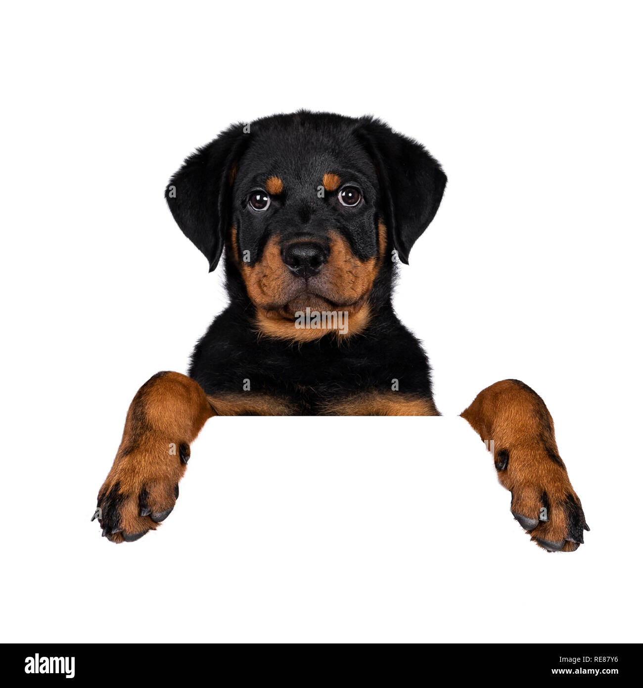 Colpo Alla Testa Di Carino Di Razza Rottweiler Cucciolo Di Cane