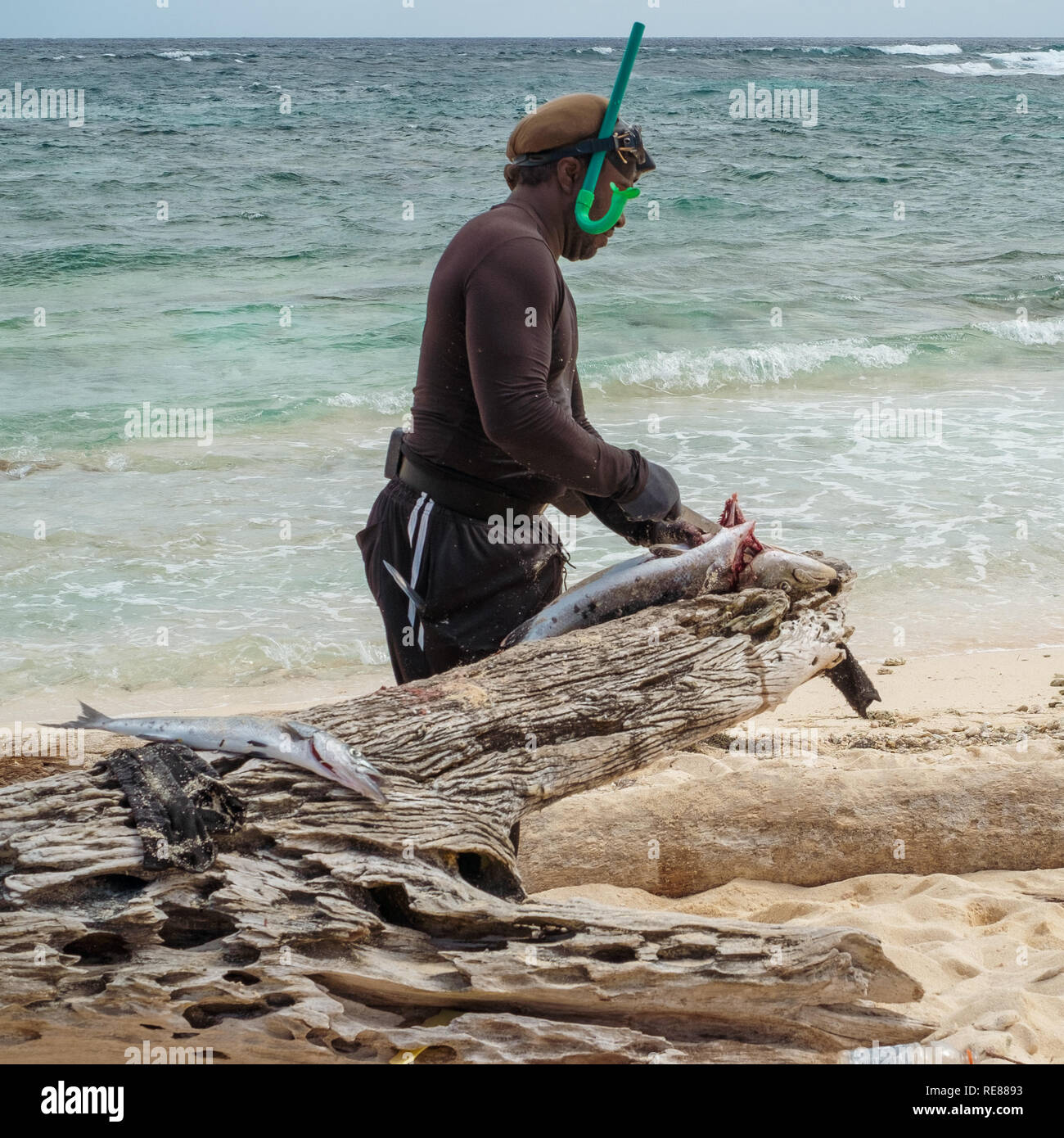 01-08-2019; San Andrés isola, Colombia. Abitante pescatore che è la pulizia di un barracuda cacciate nella barriera corallina. Foto Stock