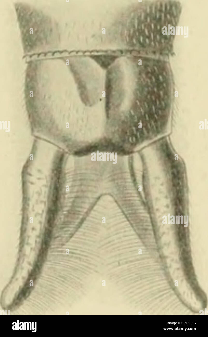 . Cordulines. Corduliidae. I. C. aenea. FiG. 43. - Ailes de Cordutia Shiirl/cffi Scudder o' (Coll. Selys). Linné, Svst. naturee, 1758. - Charpentier, Monogr. Libell., 1840. - Selvs, lac. cit., 1840, 1850, 1871. Habitat : Europa, Nord de l'Asie, Algérie. Espèce extrêmement comune au printemps en Europa. 2. C. Shurtleffi (fig. 43, 44)- Scudder, Proc. Boston Soc. nat. hist., 1866. - Selys, cit., 1871. Habitat : Canada, Nouvelle-Ecosse, baie d'Hudsoii, Neivliampshire, Etats-Unis du Nord.. Si prega di notare che queste immagini vengono estratte dalla pagina sottoposta a scansione di immagini che possono essere state enhan digitalmente Foto Stock