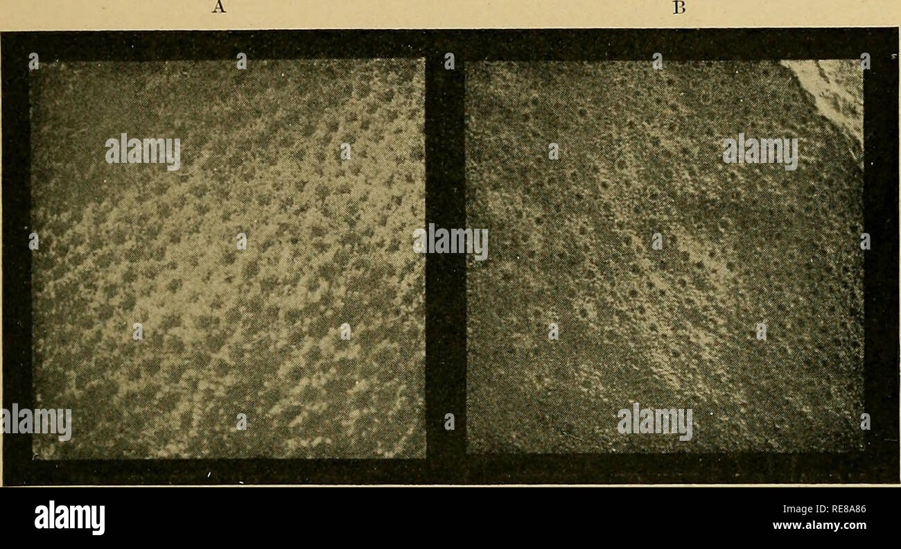 Corallo E Atolli Una Storia E Descrizione Delle Isole Keeling Cocos Con Un Conto Della Loro
