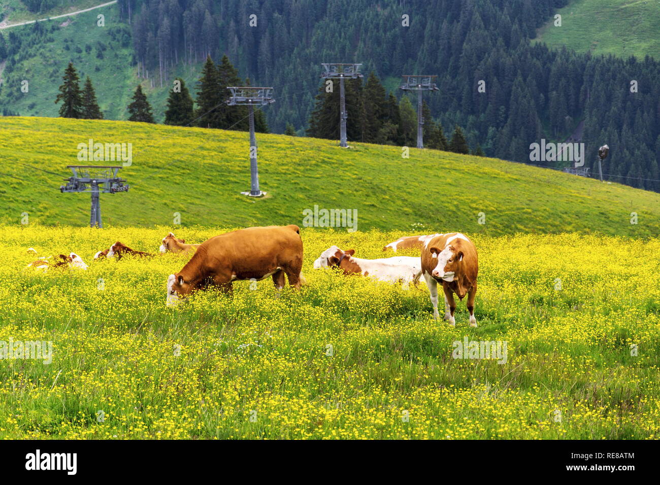 Mandria di mucche al pascolo sulle splendide Alpi verdi pascoli di montagna, giorno di estate spazio copia, ecologico sostenibile agricoltura biologica concept Foto Stock