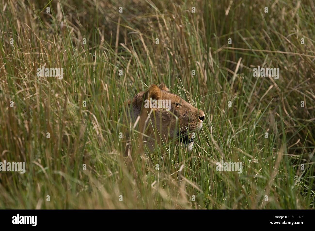 Una leonessa giace nascosta in erba la visione di una mandria di bufali Foto Stock