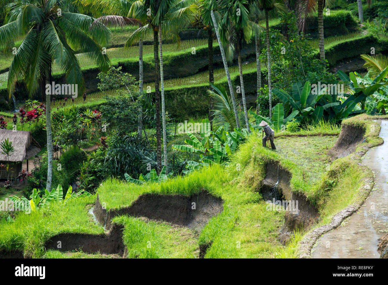 Irriconoscibile lavoratore agricolo arrampicandosi tra Balinese terrazze di riso a Tegallalang nei pressi di Ubud Foto Stock