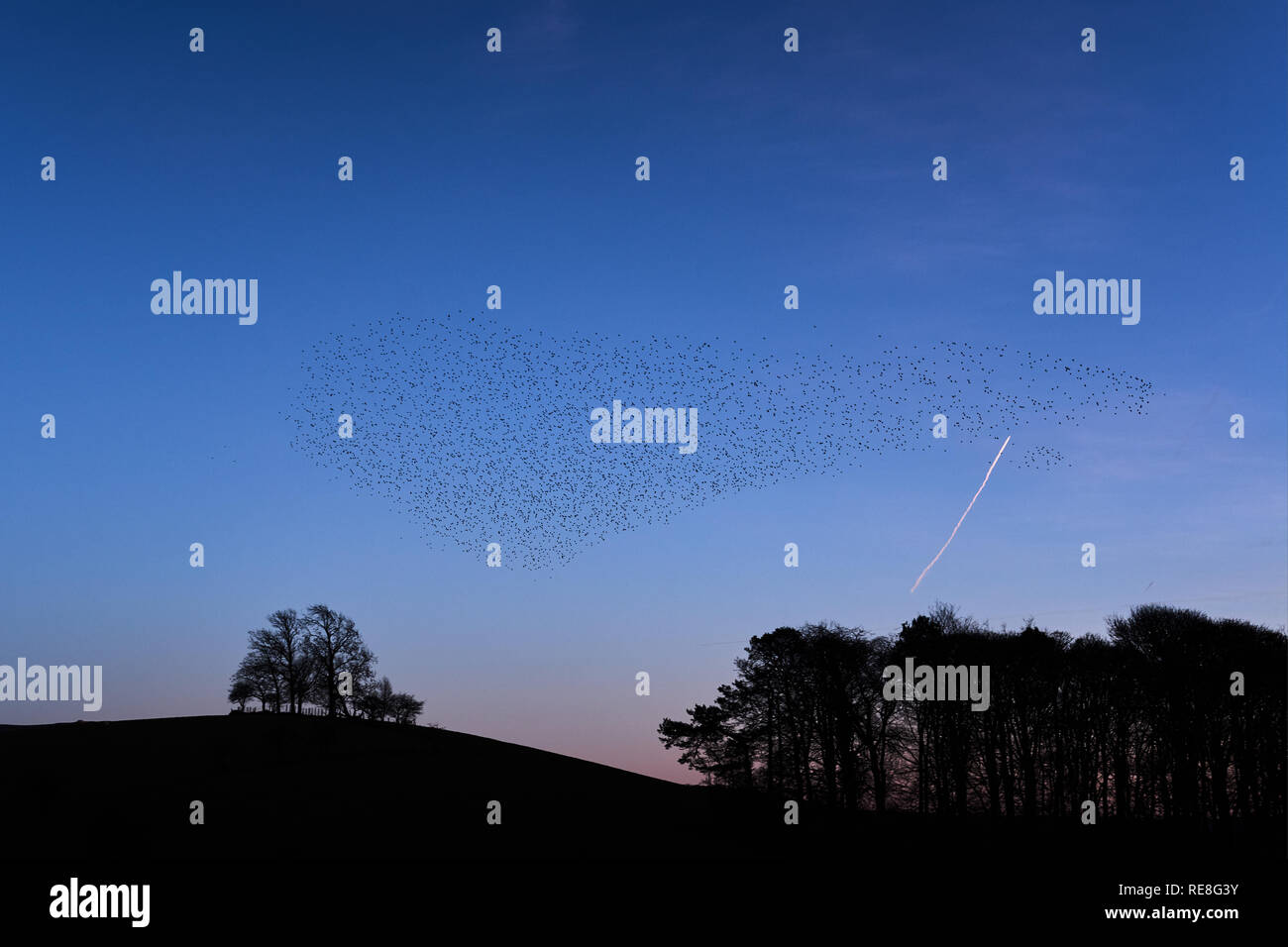 Starling murmuration oltre, Skipton North Yorkshire nel Yorkshire Dales National Park al tramonto Foto Stock