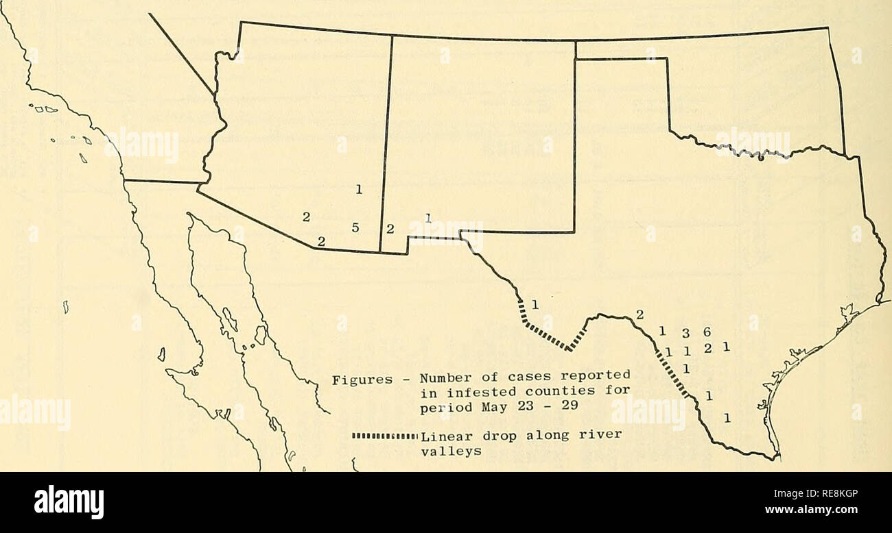 . Cooperativa economica relazione di insetti. Insetti Utili; pesti di insetto. - 590 - Stato della vite-WORM (Cochliomyia homlnivorax) nel sud-ovest della Arizona e California sono ora inclusi nel sud-ovest Area di eradicazione. Durante il periodo 23 maggio - 29, un totale di 34 casi è stata riportata nella zona come segue dalla contea: TEXAS - Zavala 1, Atascosa 1, Medina 6, Val Verde 2, Dimmit 1, Uvalde 3, Webb 1, Jim Hogg 1, Maverick 1, Frio 2, Presidio 1, Kinney 1; ARIZONA - Cochise 5 Pima 2, Graham 1, Santa Cruz 2; NEW MEXICO - Hidalgo 2, Luna 1. La Repubblica del Messico segnalati 145 casi: sonora 77, Ch Foto Stock