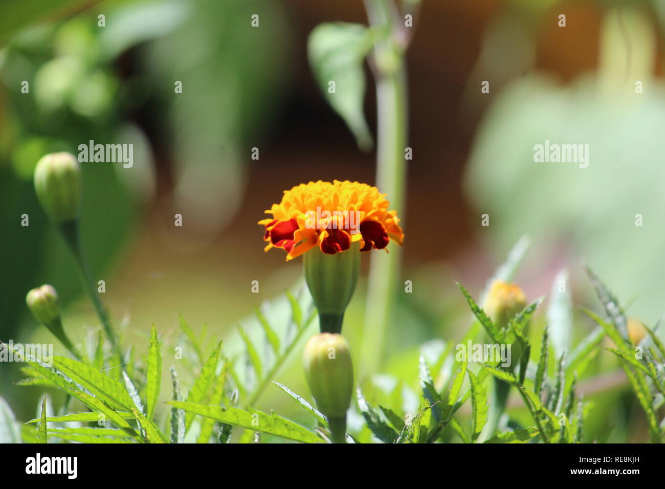 Krati Exports 5 ghirlande di calendula da 1,5 m, decorazione indiana/ americana, per feste di nozze, ghirlande finte per matrimoni, Diwali, fiori primaverili (mix di mango e giallo