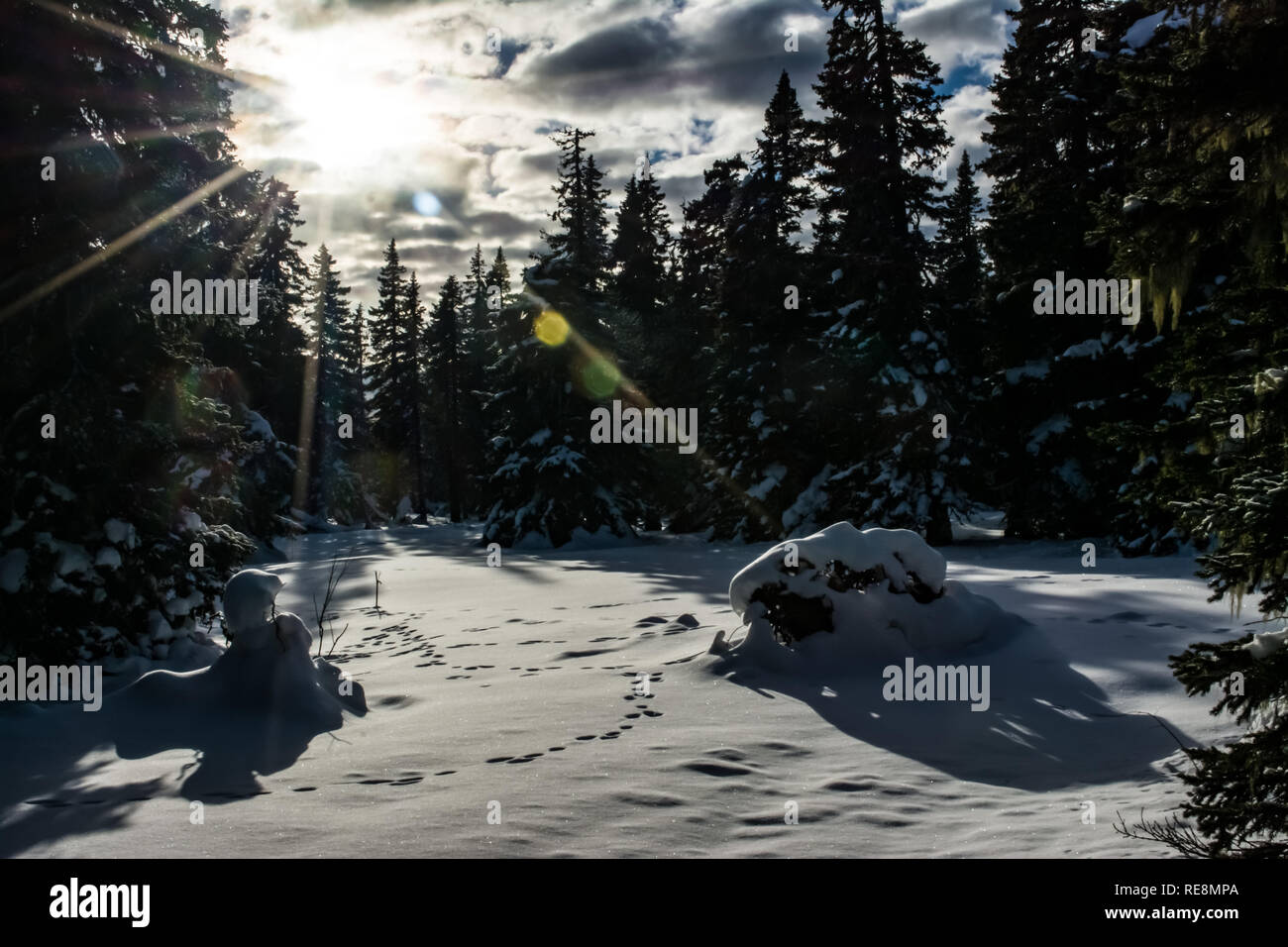 Raggi di sole nel bosco invernale Foto Stock