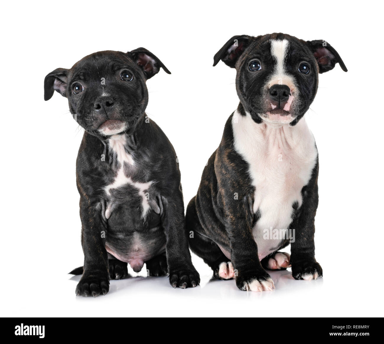 Cuccioli staffordshire bull terrier di fronte a uno sfondo bianco Foto Stock
