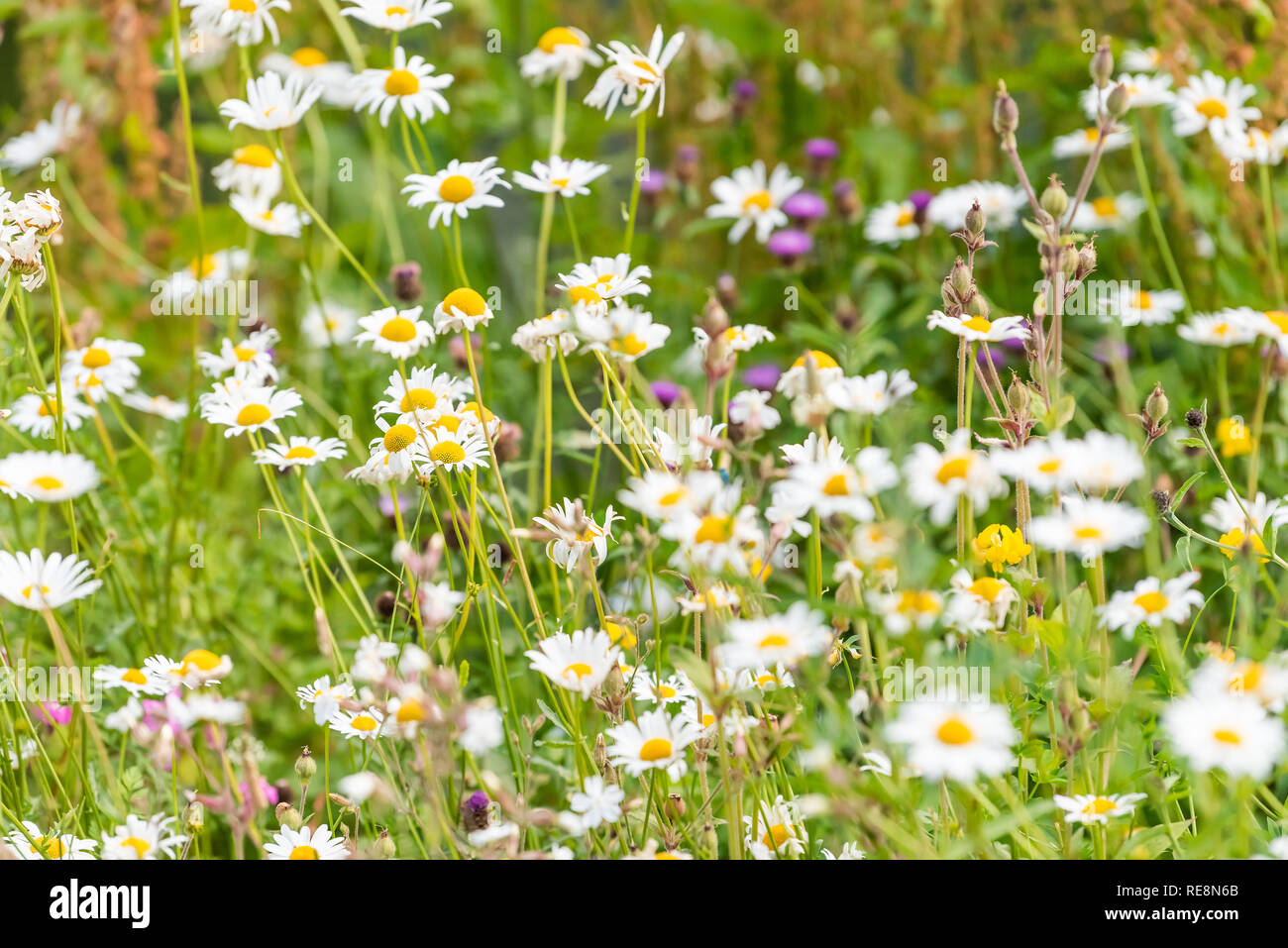 Londra, UK St James Park erba verde erbacce con Daisy bianca fiori in estate closeup pattern di bloom Foto Stock