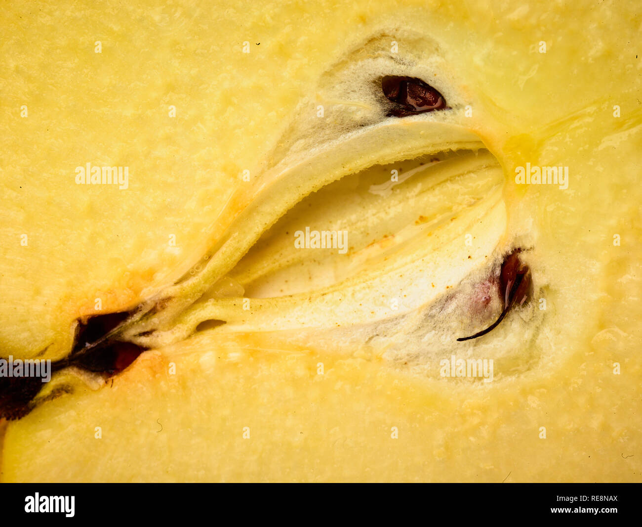 Fotografia macro di tagliare le mele cotogne frutti che presentano forma e semi, cibo Foto Stock