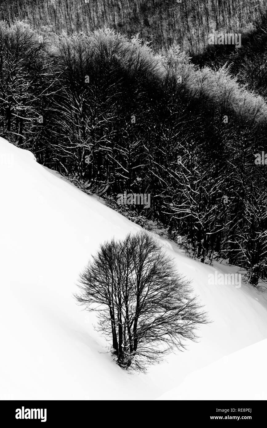 Alberi di montagna nella neve Foto Stock
