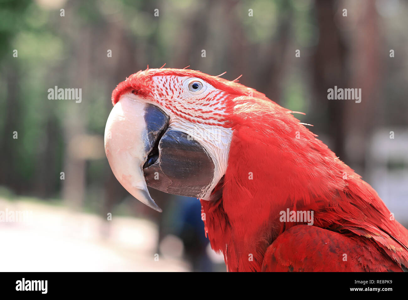 Close up.bella rossa macaw pappagallo guardando la telecamera Foto stock -  Alamy