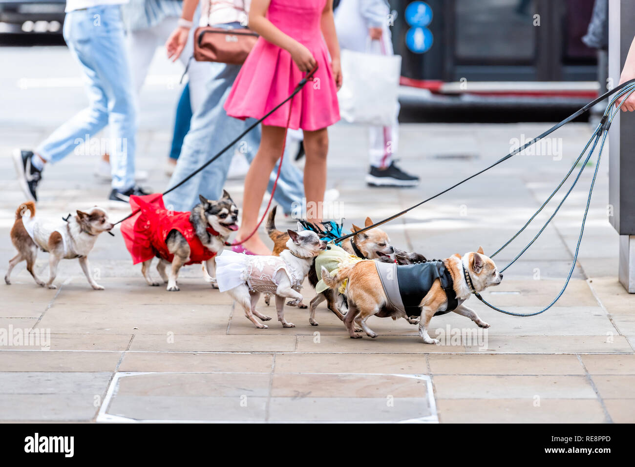 Molti piccoli chihuahua cani al guinzaglio, divertente camminare con walker donna ragazza in abito rosa sul marciapiede Street nel Quartiere di Chelsea di Londra in estate Foto Stock