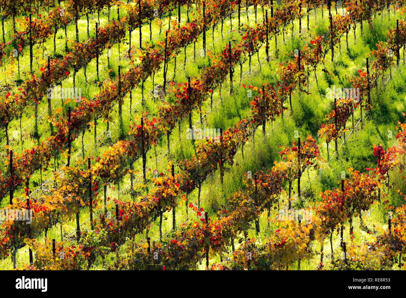 Tavolozza di autunno - cadono i filari dei vigneti di traccia le linee colorate su una collina. Dry Creek Valley, California, Stati Uniti d'America Foto Stock