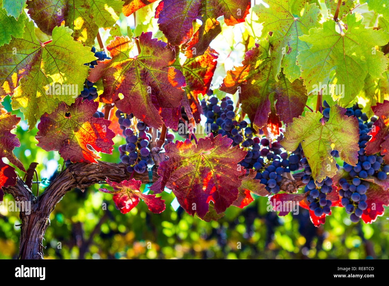 Variegata di vite - Plumb, vino rosso dolce uve appendere pronto per il raccolto. Russian River Valley, California, Stati Uniti d'America Foto Stock