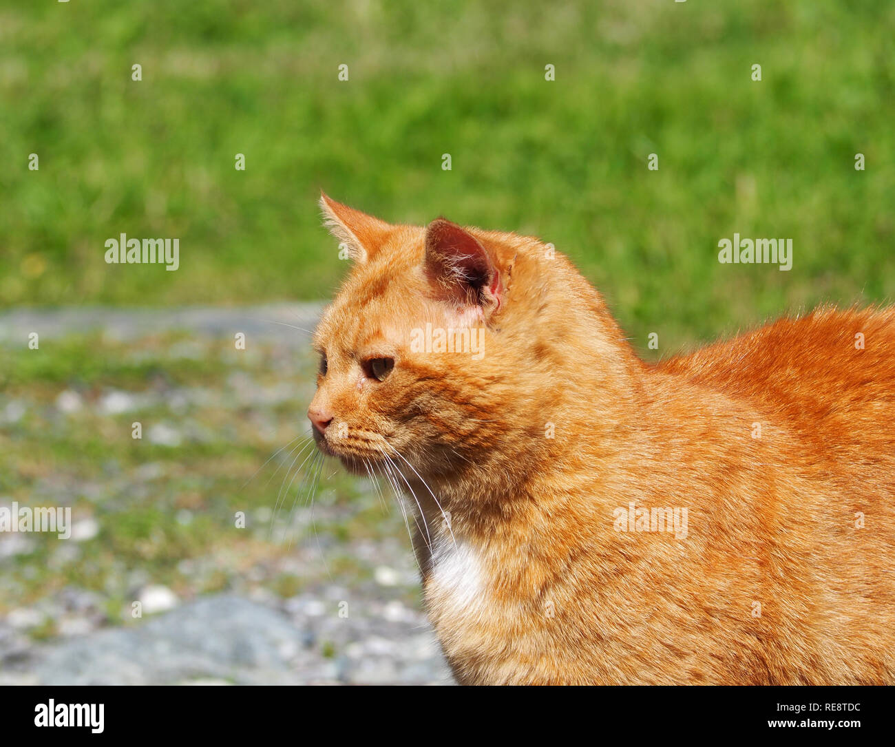 Carino gatto dello zenzero Foto Stock