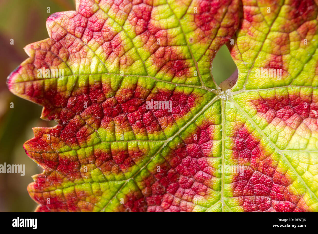 Carenza di potassio immagini e fotografie stock ad alta risoluzione - Alamy