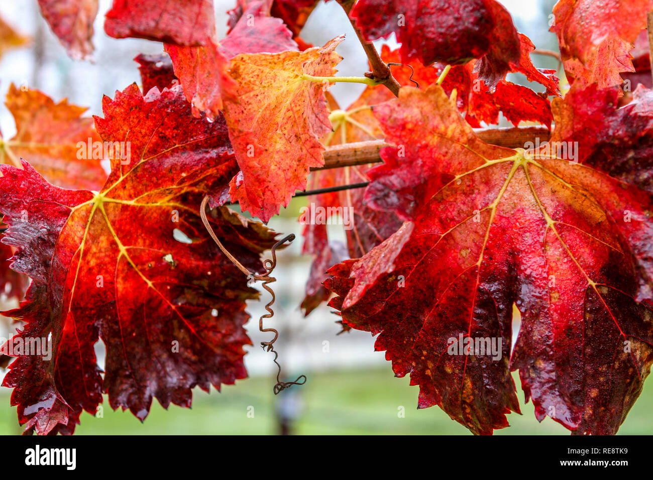 Foglie di fuoco - Autunno nel paese del vino porta a foglie d'uva apparentemente sul fuoco. Russian River Valley, California, Stati Uniti d'America Foto Stock