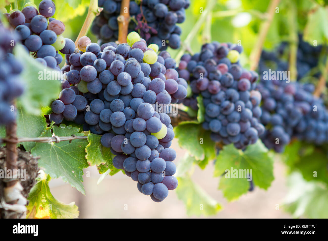 Lungo la vite - Rosso grappoli di uva appendere in aperto, pronto per il crush (raccolto). Sonoma County, California, Stati Uniti d'America Foto Stock