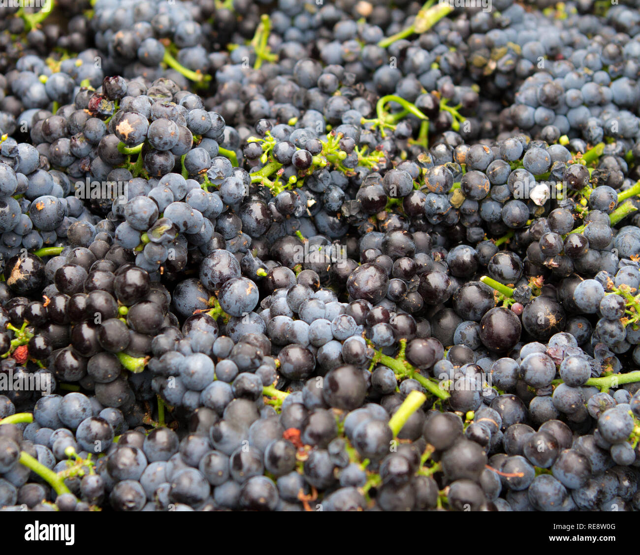 Vino rosso grappoli di uve raccolte per raccolto (crush). Sonoma County, California, Stati Uniti d'America Foto Stock