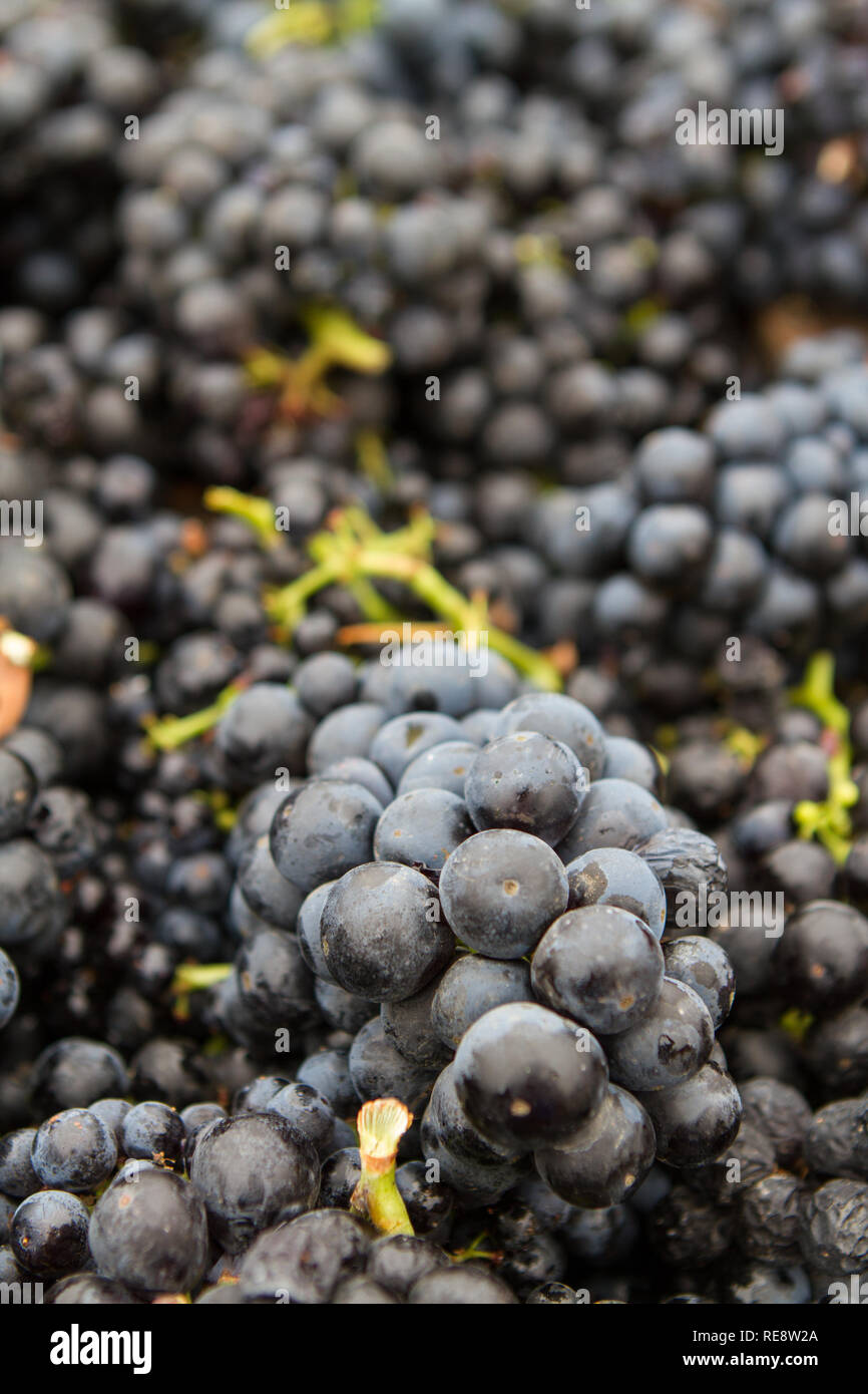 Pranzo dolcezza - vino rosso grappoli di uve raccolte per schiacciare (raccolta). Russian River Valley, California, Stati Uniti d'America Foto Stock