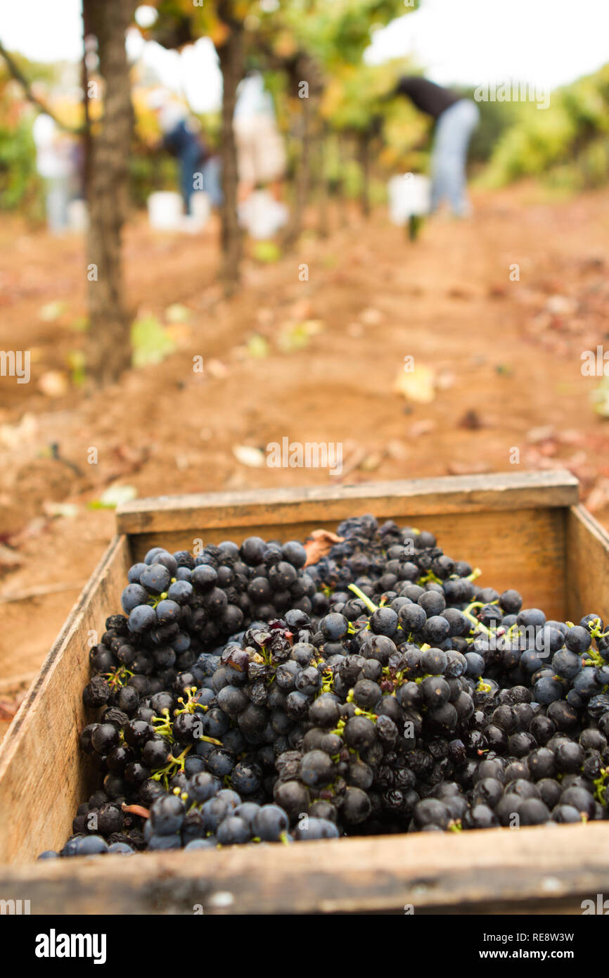 Autunno nel paese del vino - Harvest (crush) e i colori dell'autunno in vigna. Sonoma County, California, Stati Uniti d'America Foto Stock