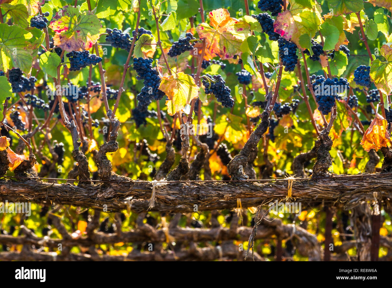 Il vecchio vitigno rosso - vigna vecchia produzione di classe mondiale di vino rosso uva. Russian River Valley, California, Stati Uniti d'America Foto Stock