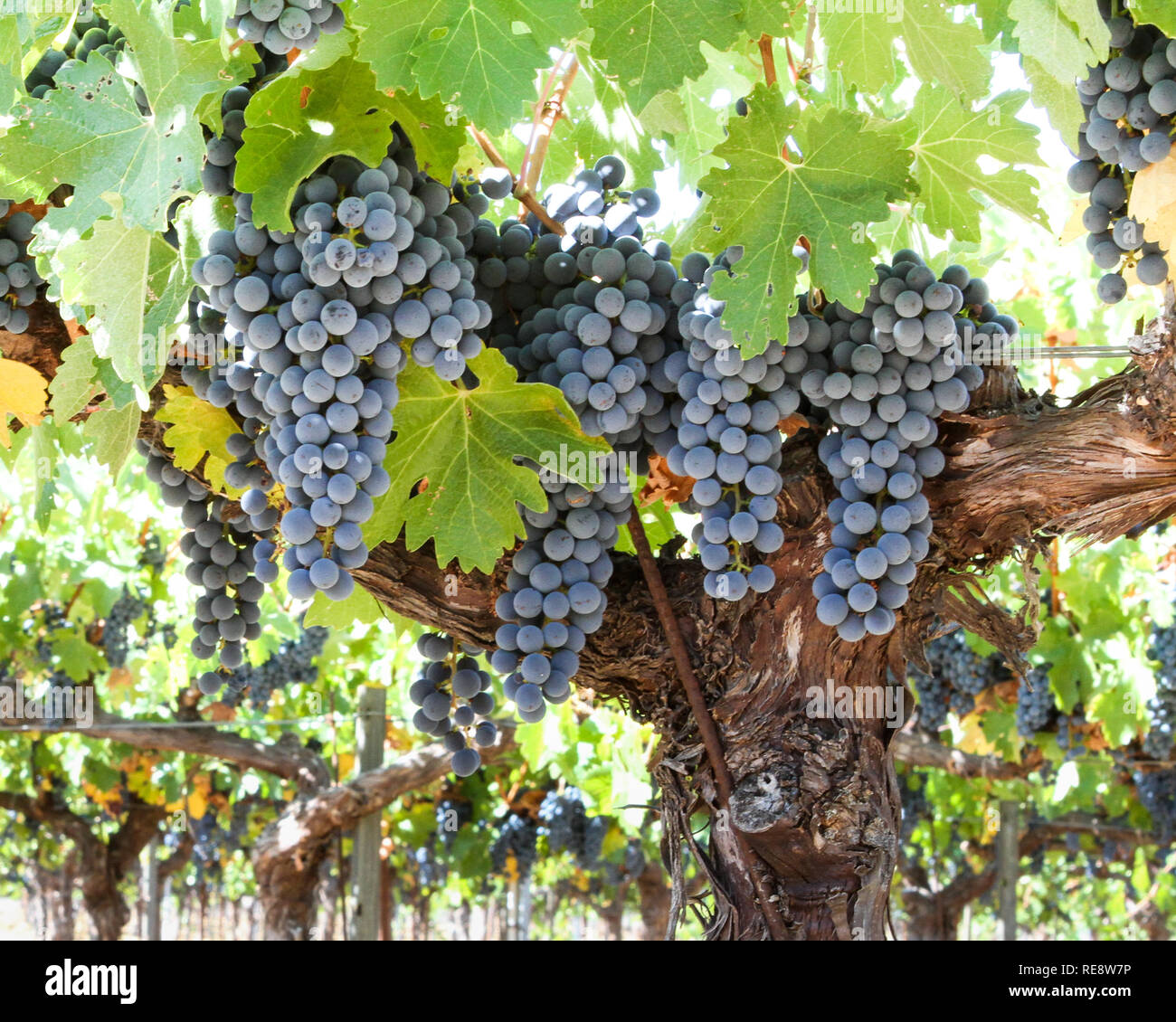 La cabina è favoloso - Cabernet Sauvignon grappoli di uva, pronta a scoppiare con il sapore. Alexander Valley, California, Stati Uniti d'America Foto Stock