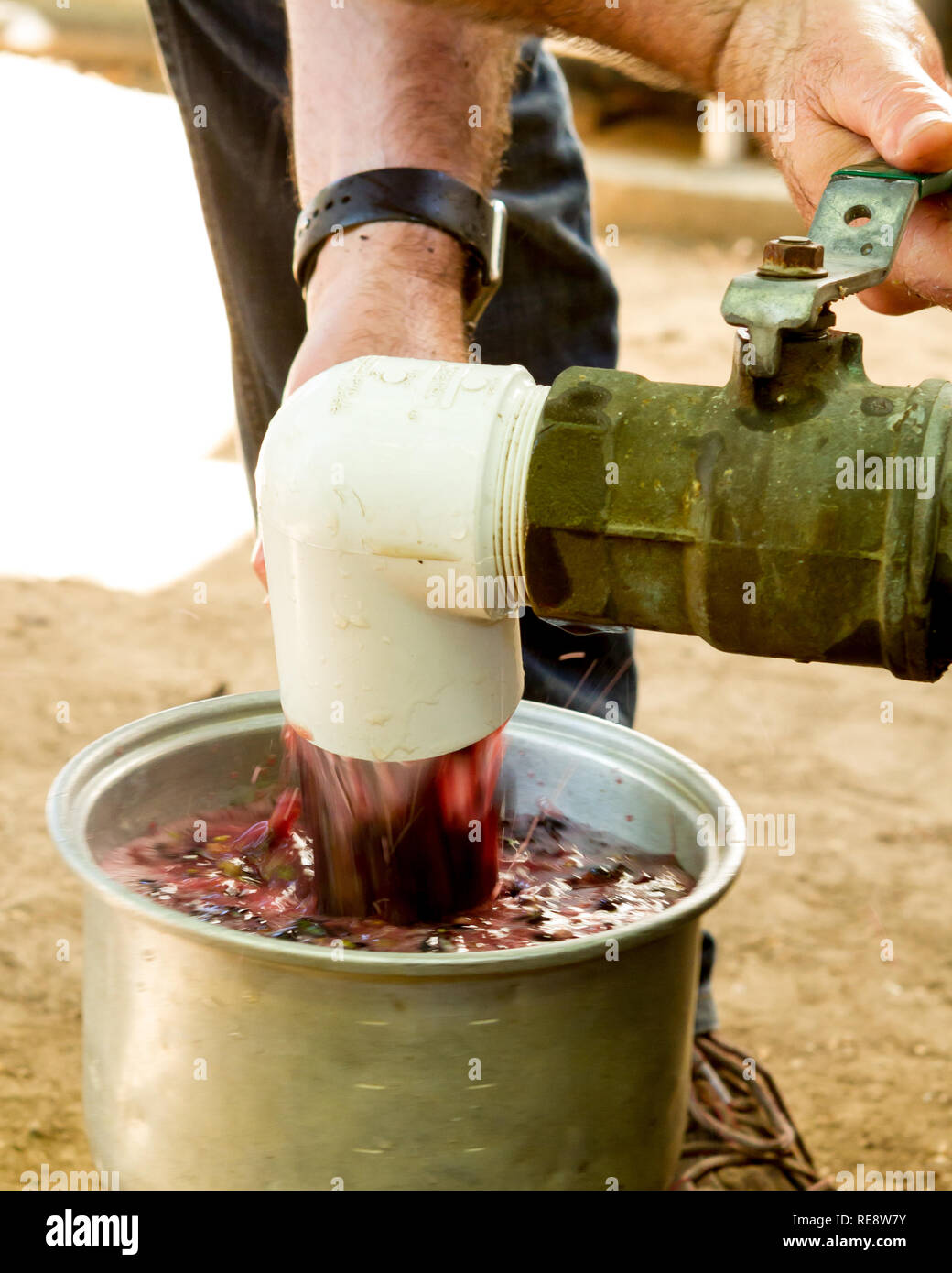 Campionamento Vino rosso mosto di uve - vino rosso mosti di uva (succo di frutta, semi, bucce, raspi) campionato per misurare il contenuto di zucchero. Russian River Valley, CA, Stati Uniti d'America Foto Stock