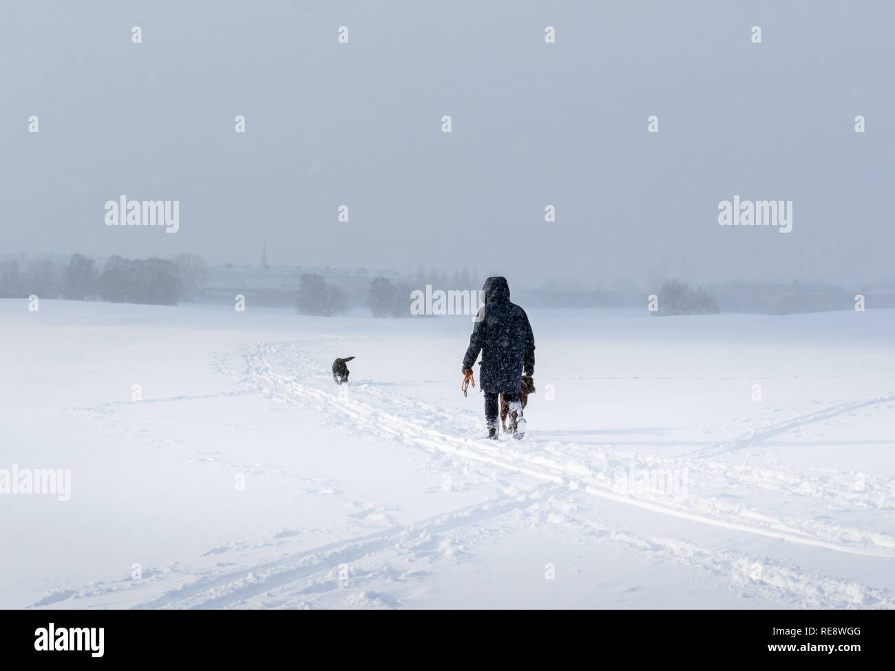 Donna e cane al giorno freddo con un sacco di neve a Stoccolma Foto Stock