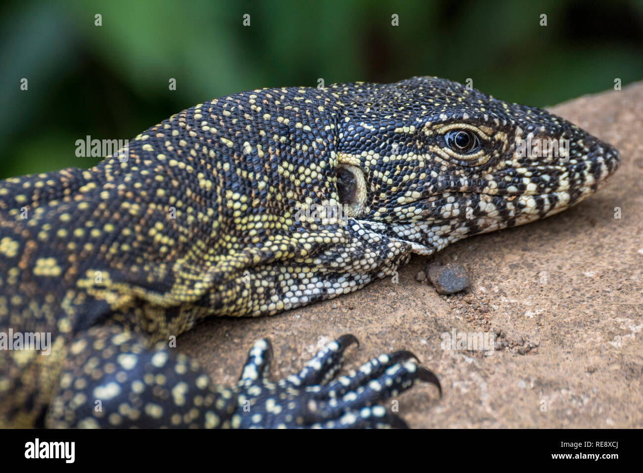 Big lizard in pietra in Saint Lucia Sud Africa Foto Stock