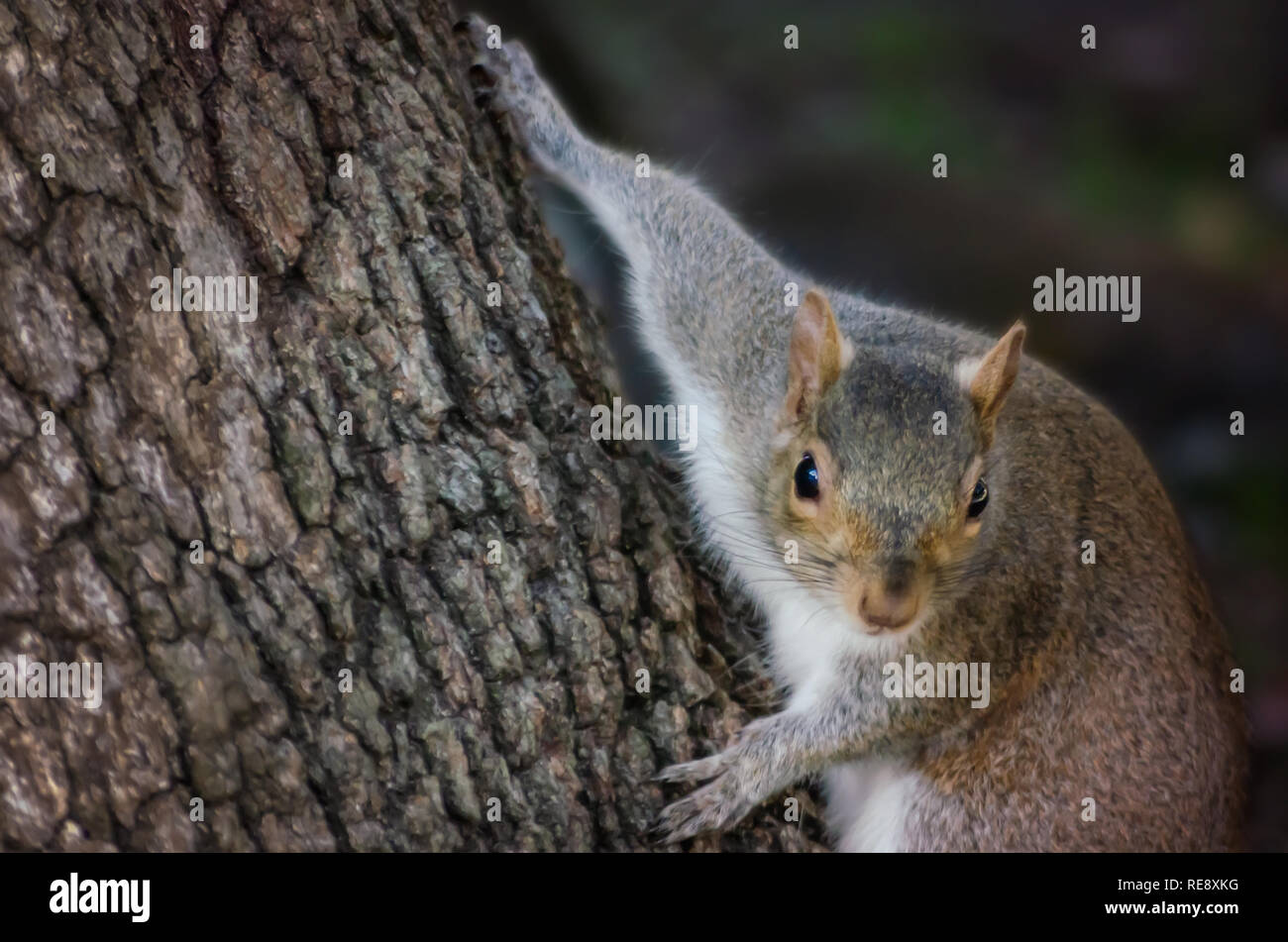 Un orientale scoiattolo grigio si arrampica su un albero in Piazza Bienville, Dic 23, 2018 in Mobile, Alabama. Gli scoiattoli sono abbondante nel parco. Foto Stock