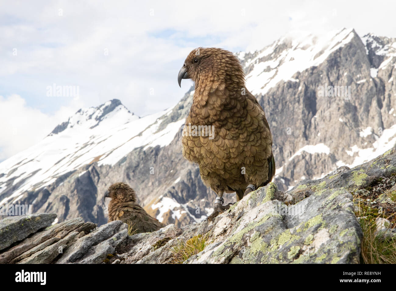 Coppia di Kea in Nuova Zelanda Foto Stock