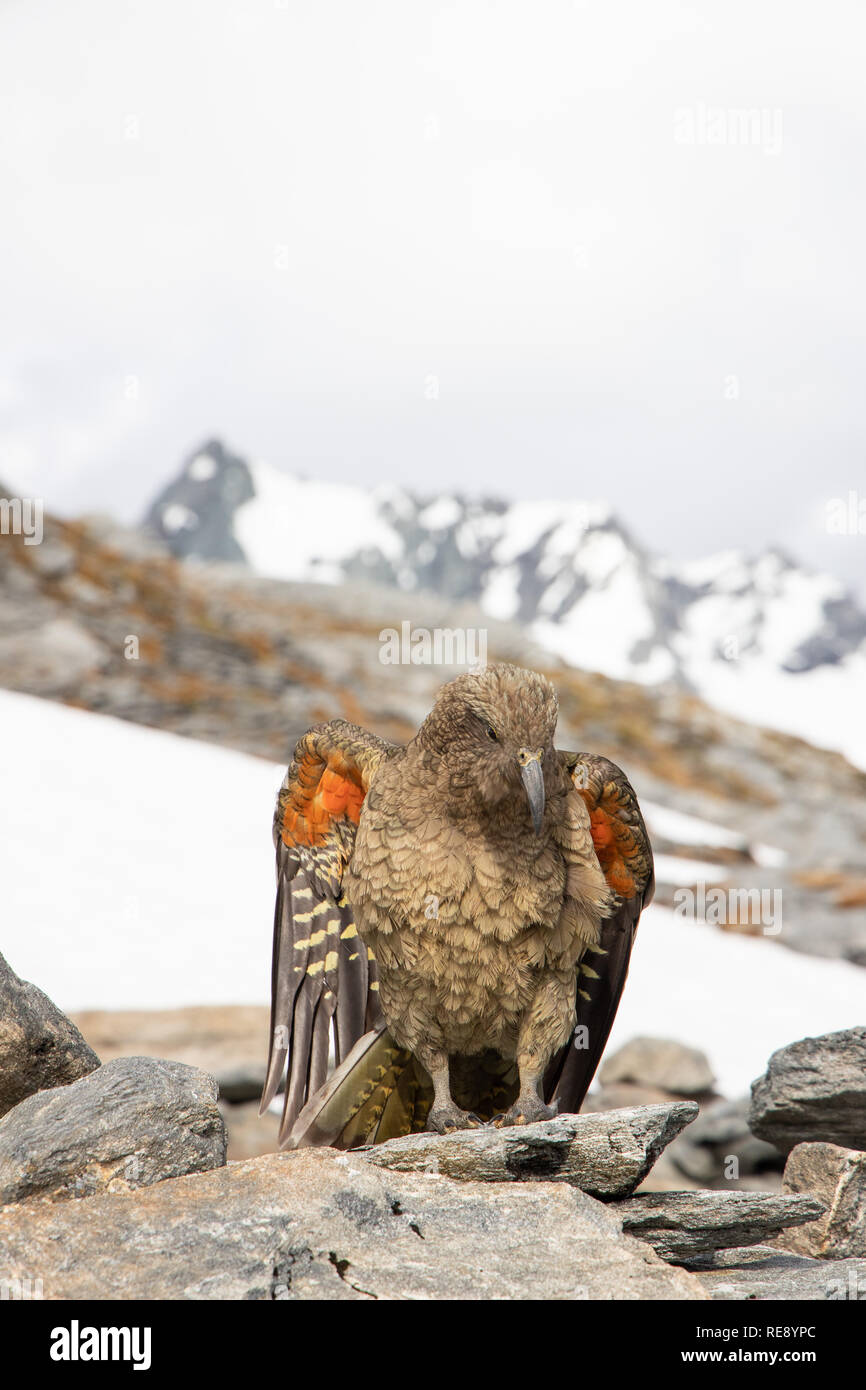 Kea, Isola del Sud, Nuova Zelanda Foto Stock