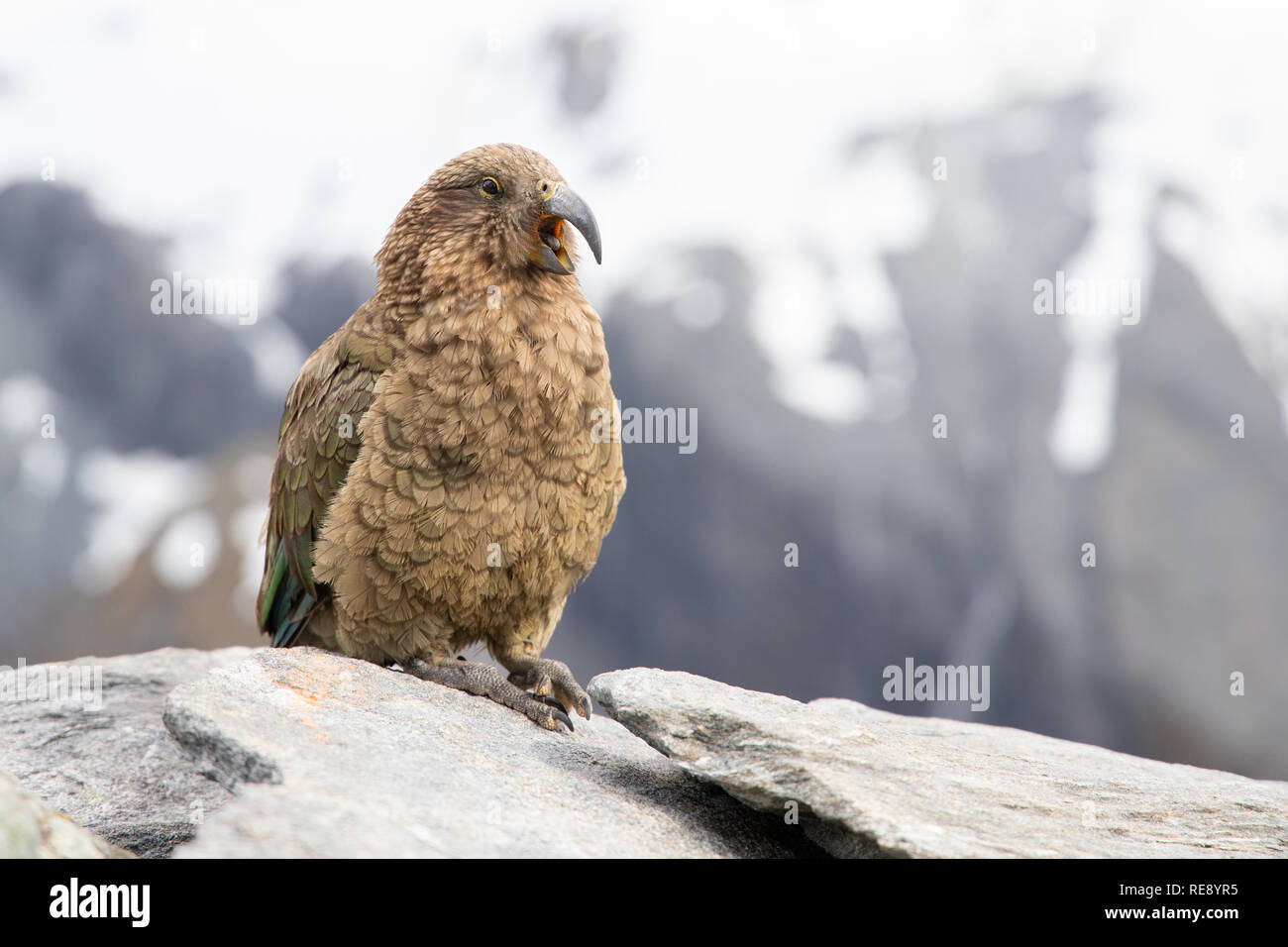 Kea, Isola del Sud, Nuova Zelanda Foto Stock