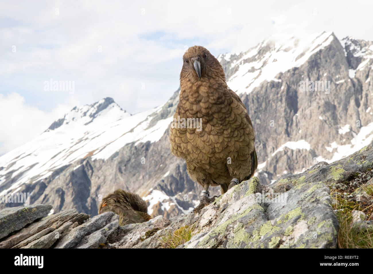 Il Kea nelle Alpi del Sud della Nuova Zelanda Foto Stock