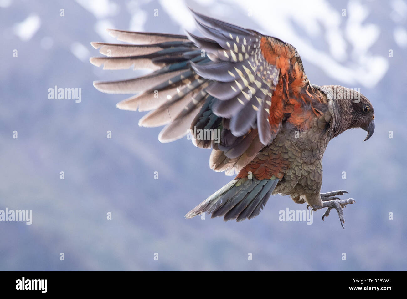 Kea in volo, Isola del Sud, Nuova Zelanda Foto Stock