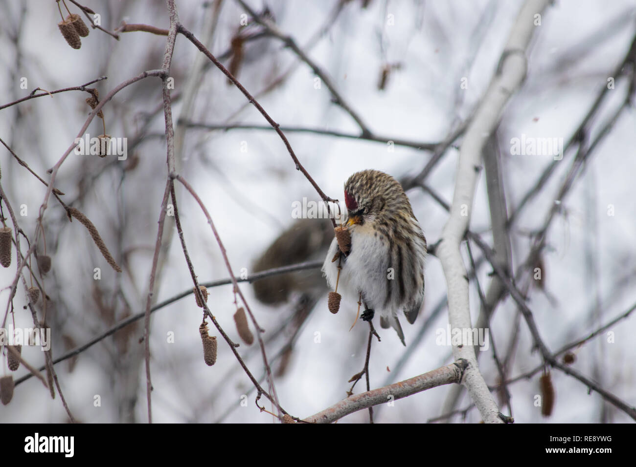 Redpoll comune - Acanthis flammea - bird seduto in una betulla in inverno. Foto Stock