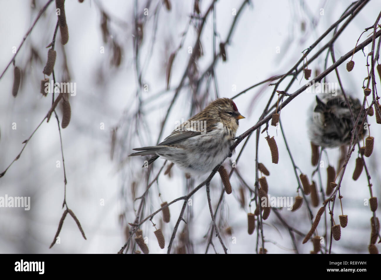 Redpoll comune - Acanthis flammea - bird seduto in una betulla in inverno. Foto Stock