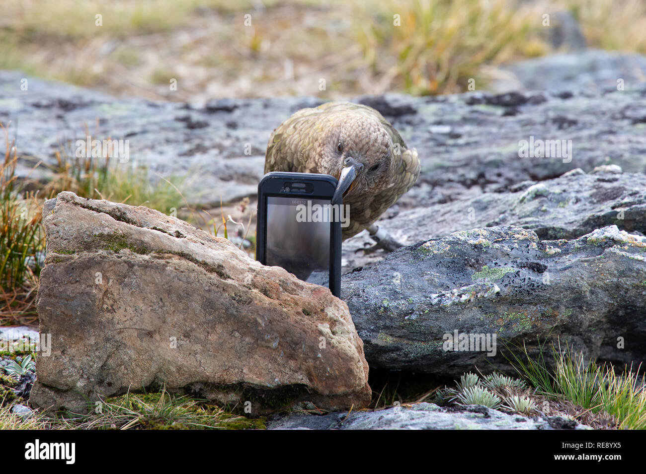 Kea giocando con un iPhone per gli escursionisti, Nuova Zelanda Foto Stock