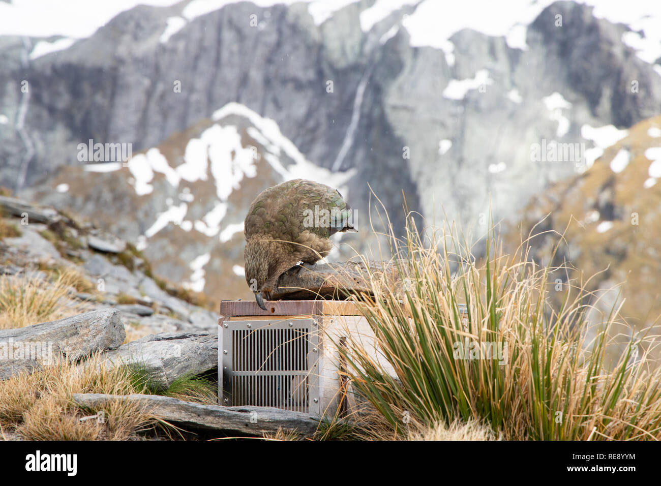Curioso Kea, Isola del Sud, Nuova Zelanda Foto Stock